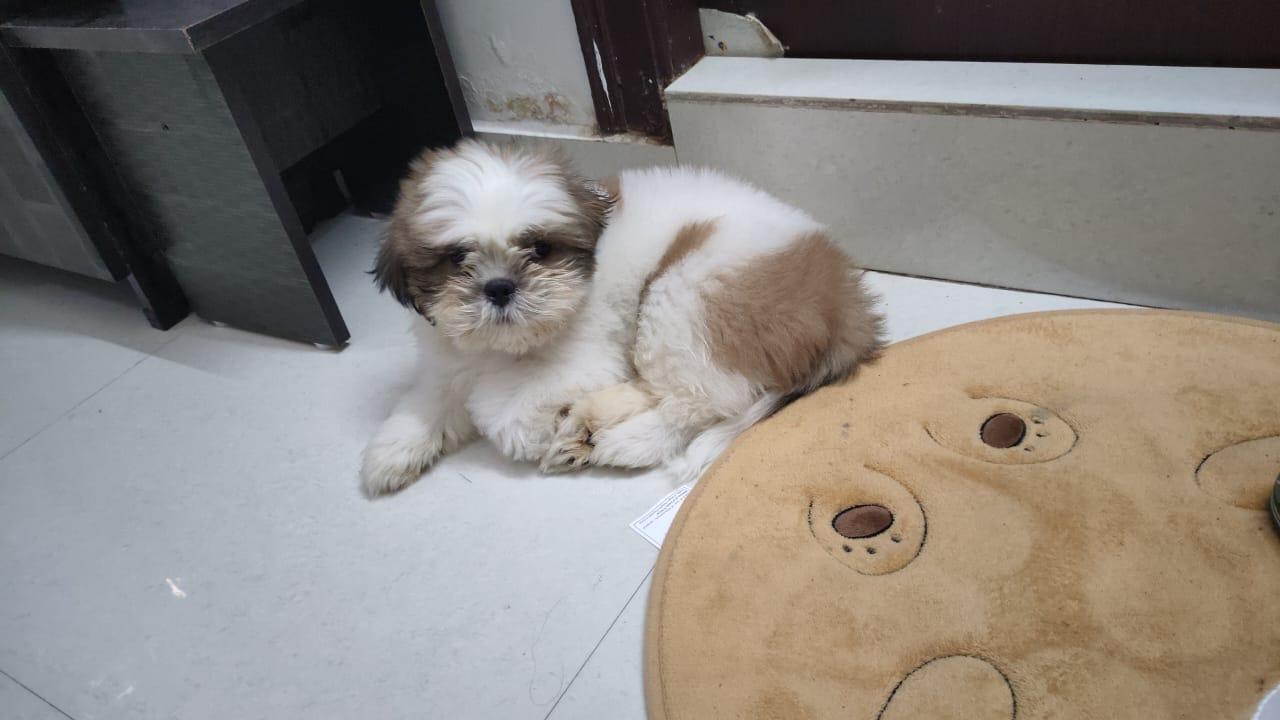 Shitzu for sale